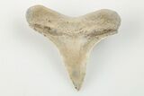 1.5" Cretaceous Ginsu Shark (Cretoxyrhina) Tooth - Kansas - #203319-1